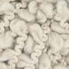 209571 - Bichon