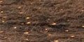 23886 - Tanin
