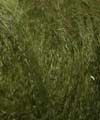 64 - Moss