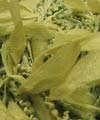 07 - Olive Green - New